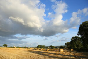 Wheat field in Britanny