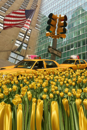New York Yellow tulips in spring