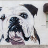 Bulldog, street art, Bondi beach,