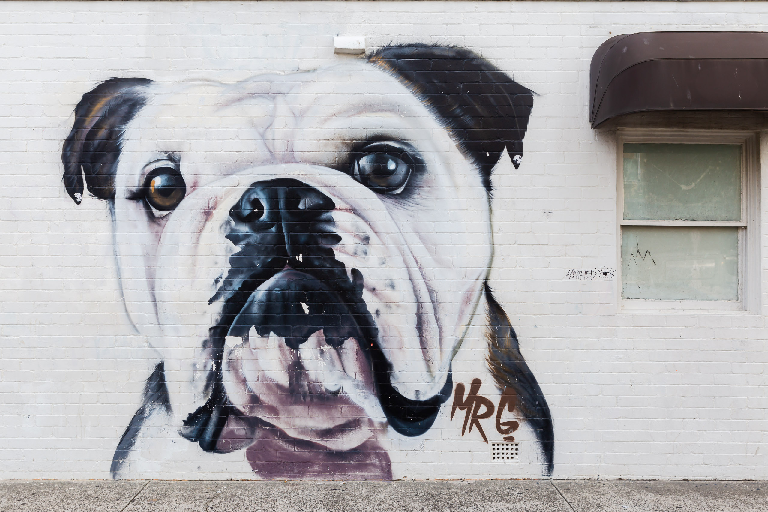 Bulldog, street art, Bondi beach,