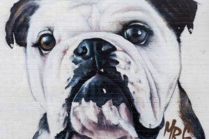Dog on a wall, Bondi, Australia