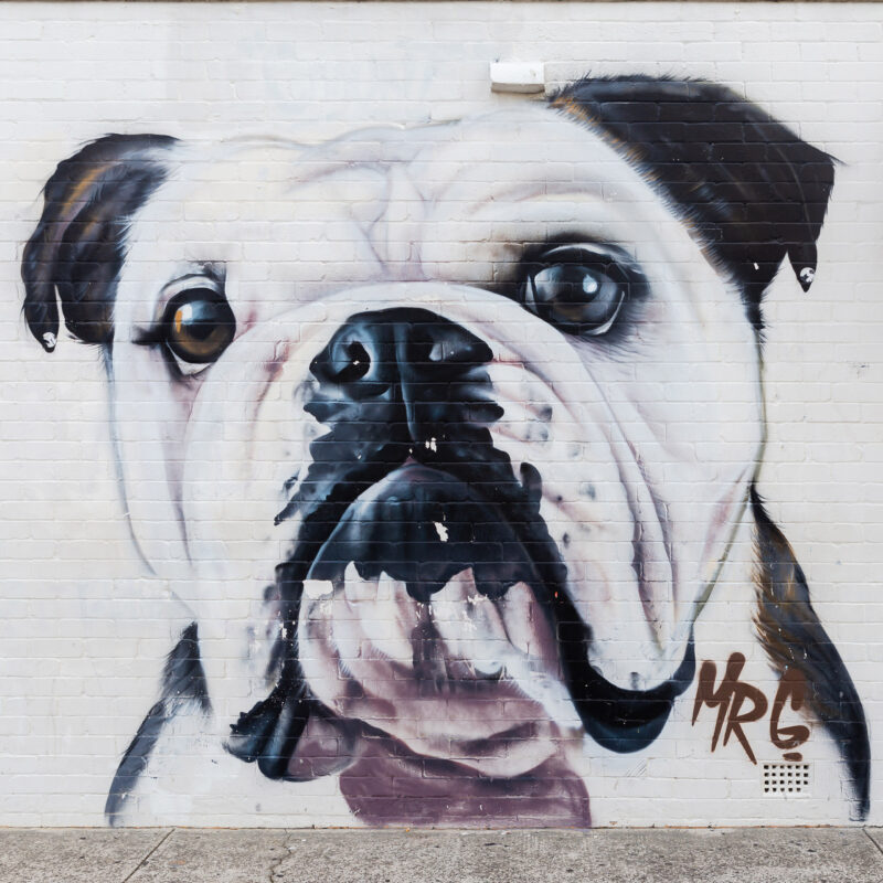 Dog on a wall, Bondi, Australia