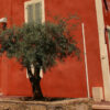 Le Muy, village with an oliv tree